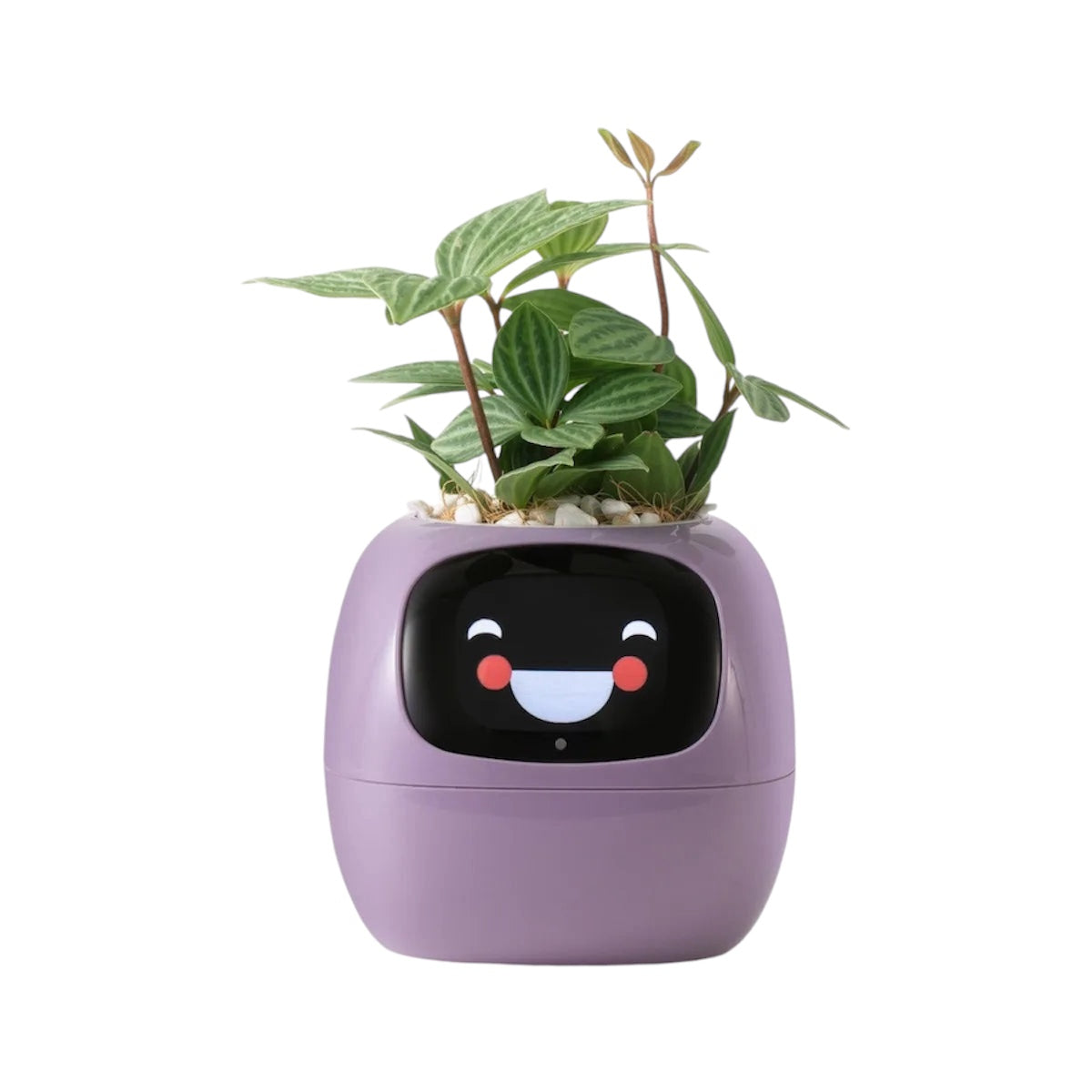 Ivy Smart Pot