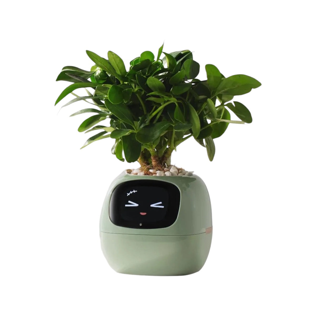 Ivy Smart Pot